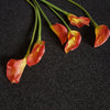 Calla Lily