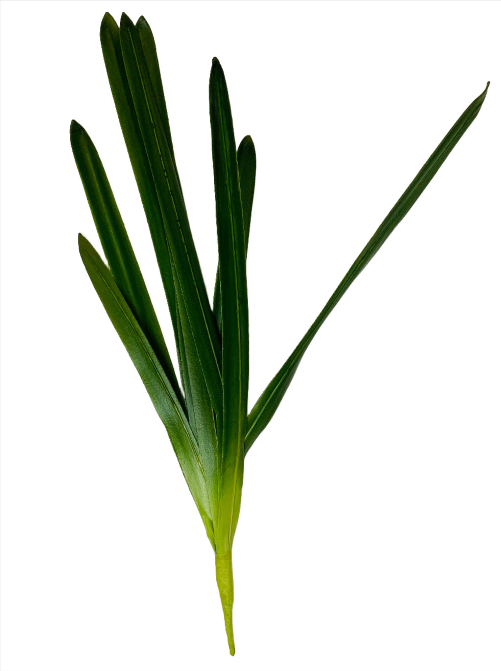 Artificial Agapanthus Leaf