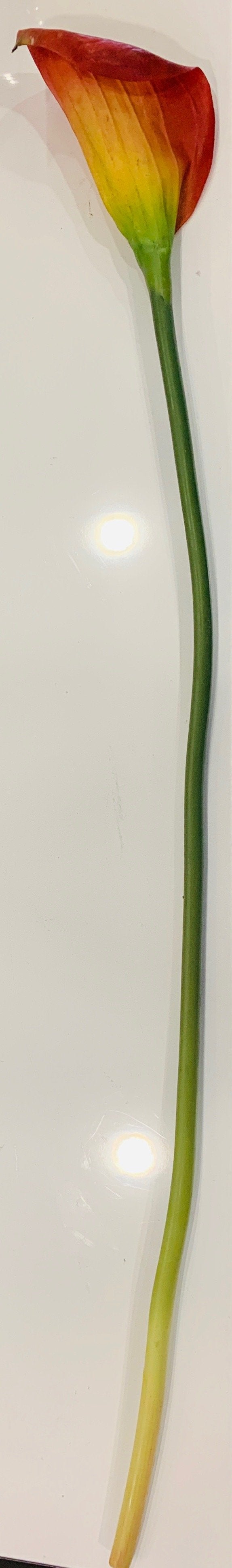 Calla Lily