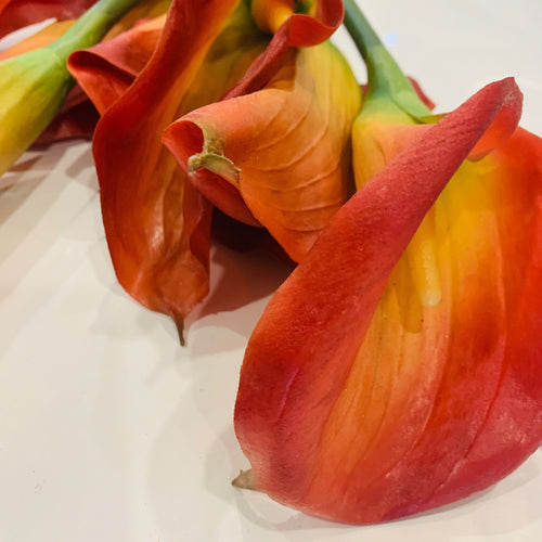 Calla Lily