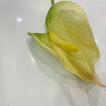 Anthurium