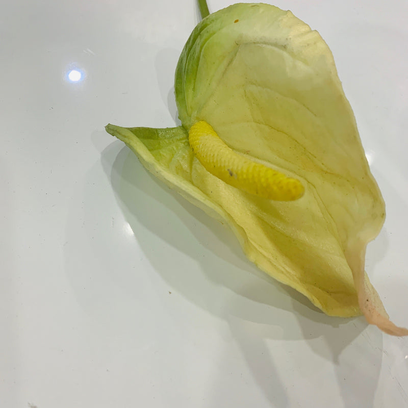 Anthurium