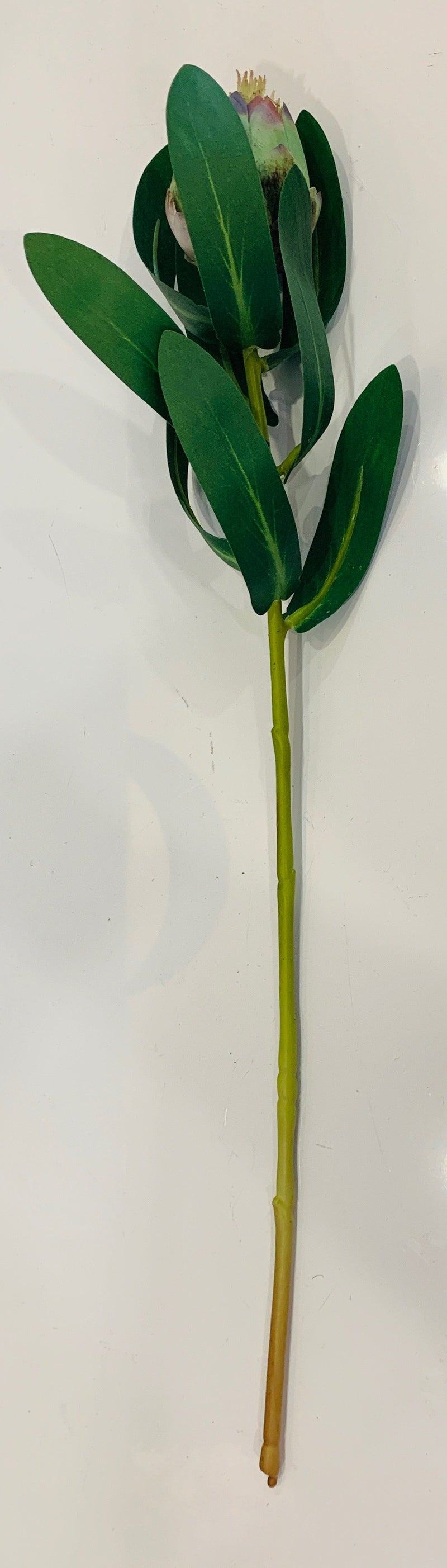 Protea Petite Green