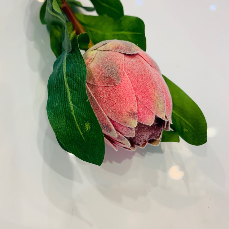 Protea Petite Pink