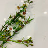 Wax Flower CREAM
