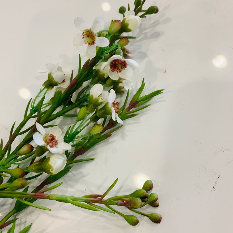 Wax Flower CREAM