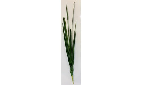Cymbidium Foliage 97cm