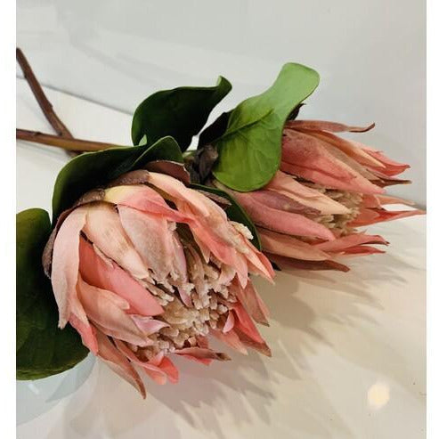 Protea King - Pink