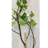 Birch Tree Stem