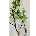 Birch Tree Stem