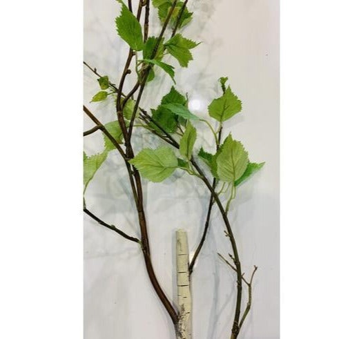 Birch Tree Stem