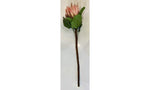 Protea King - Pink