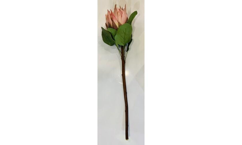 Protea King - Pink