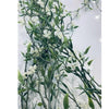 Wax Flower Hanging Bush