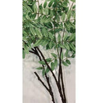 Begonia foliage GREEN