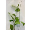 Bottlebrush - White