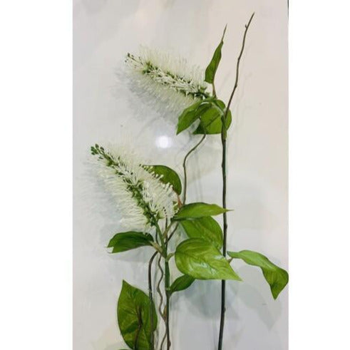 Bottlebrush - White