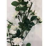 Climbing Rose WHITE