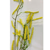 Mulberry - Yellow