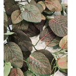 Fittonia Hanging Bush pnk/grn 66cm