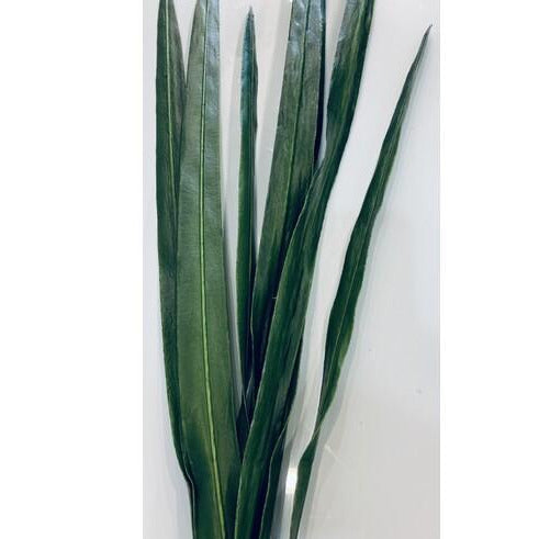 Cymbidium Foliage 97cm
