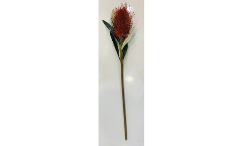 Banksia Cone Red