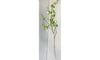 Birch Tree Stem