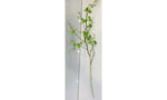 Birch Tree Stem