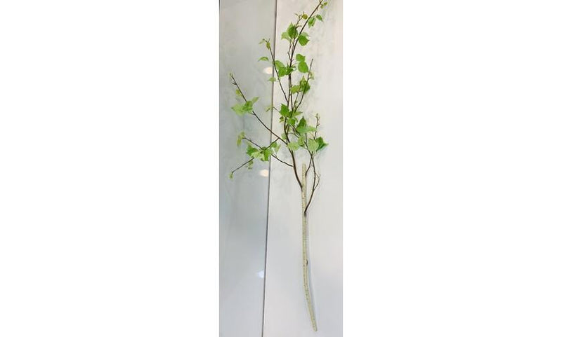 Birch Tree Stem