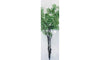 Begonia foliage GREEN