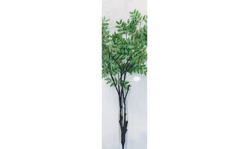 Begonia foliage GREEN