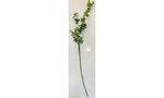 Climbing Rose WHITE