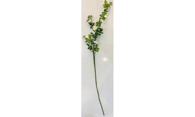 Climbing Rose WHITE
