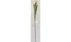 Wax Flower - Light Pink
