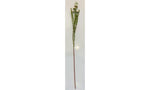 Wax Flower - Light Pink