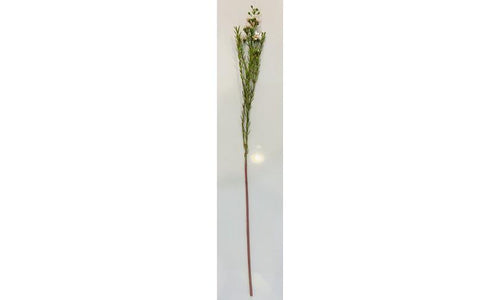 Wax Flower - Light Pink
