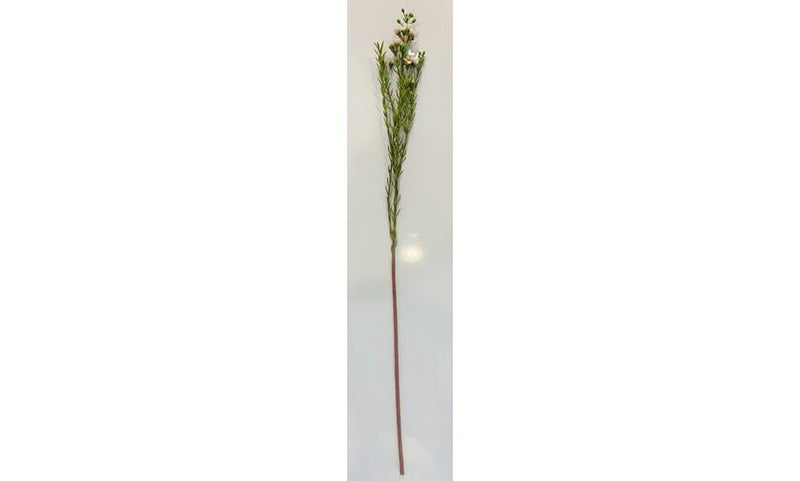 Wax Flower - Light Pink