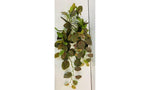 Fittonia Hanging Bush pnk/grn 66cm