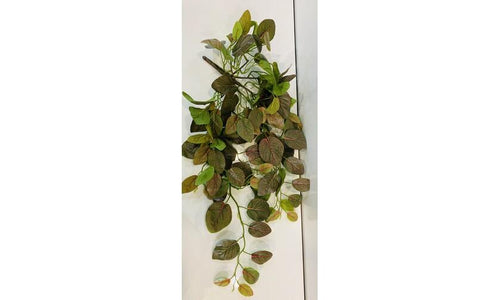 Fittonia Hanging Bush pnk/grn 66cm